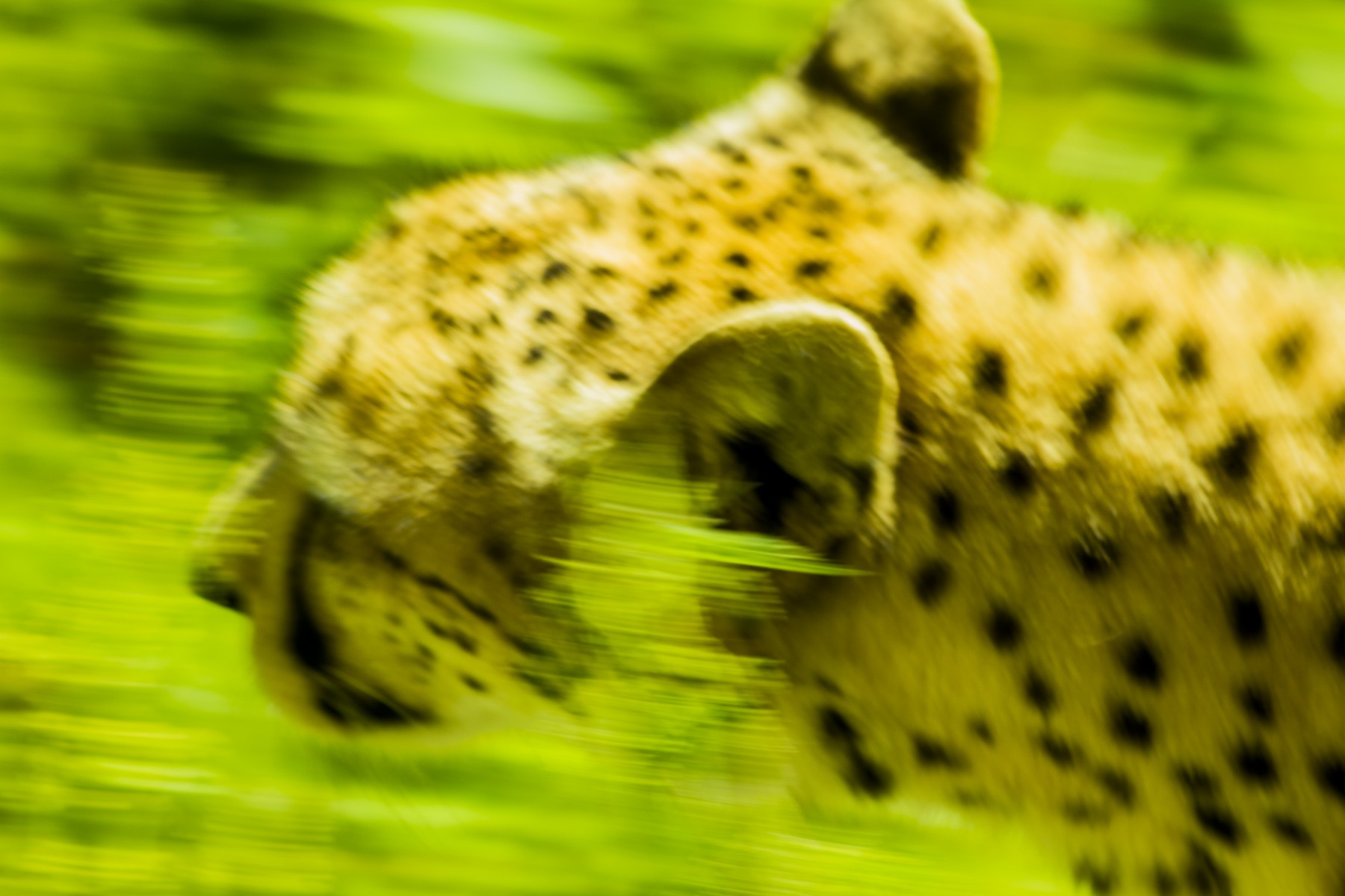 burgers zoo 230619 arnhem mg 6758 1