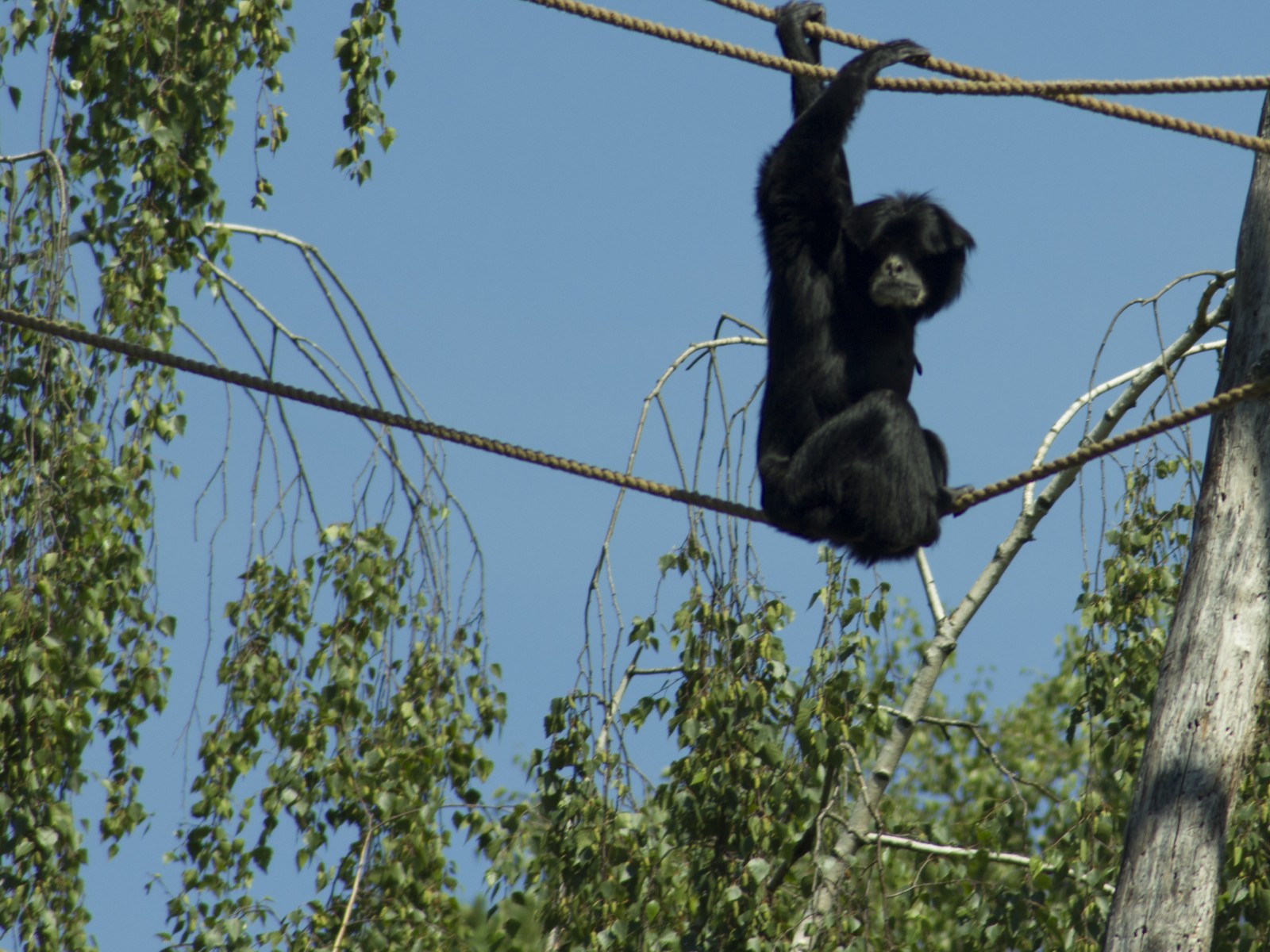 burgers zoo 230619 arnhem mg 6787 1