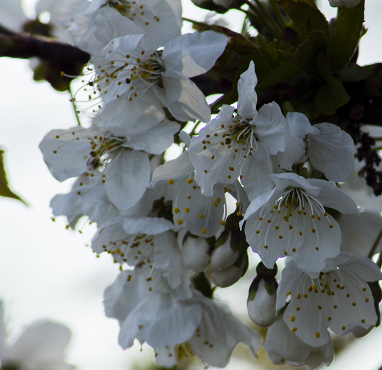 zelfontspanners 140419 millingenwaard mg 6338 2