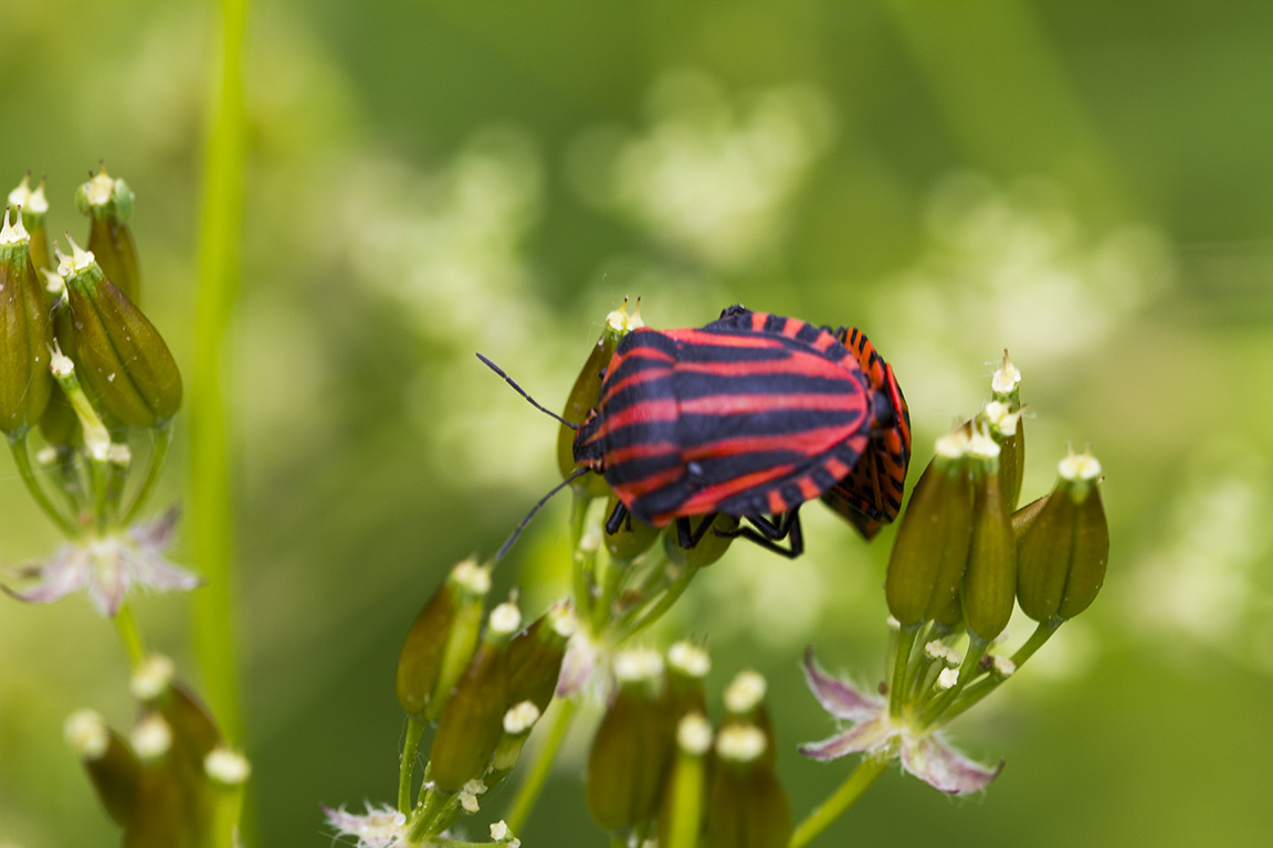 zelfontspanners 260519 buren mg 6470