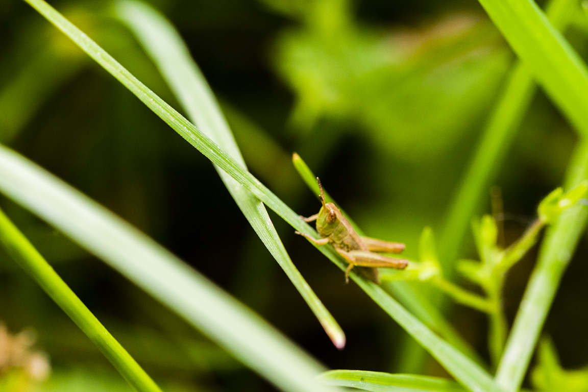 zelfontspanners 260519 buren mg 6501