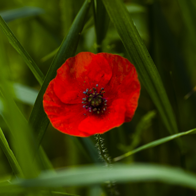 zelfontspanners 260519 buren mg 6511