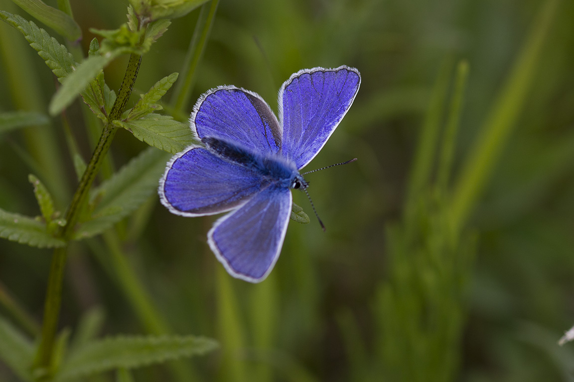 zelfontspanners 260519 buren mg 6524