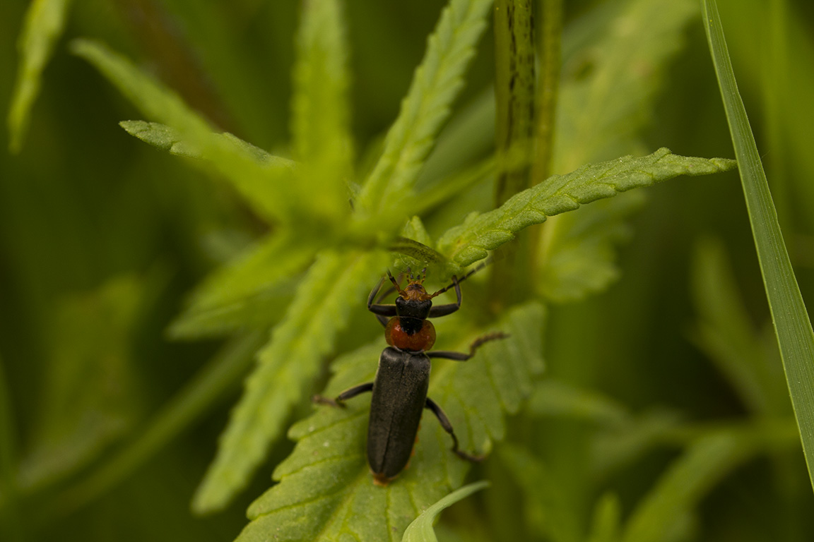 zelfontspanners 260519 buren mg 6547