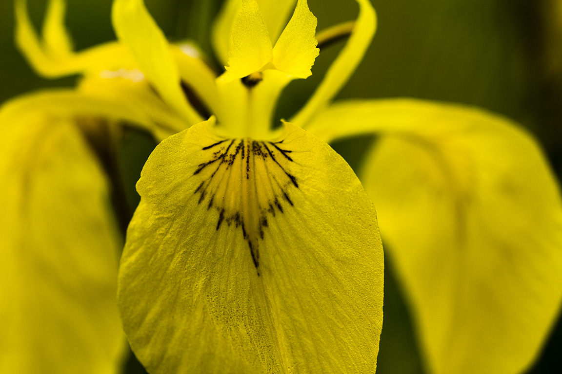 zelfontspanners 260519 buren mg 6553