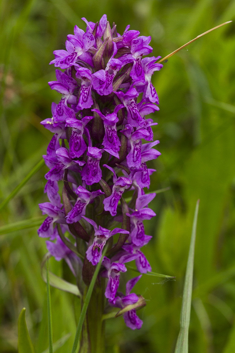 zelfontspanners 260519 buren mg 6558