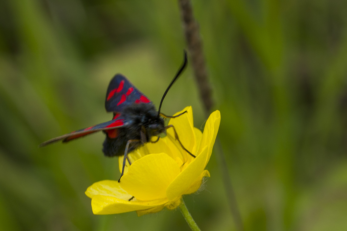 zelfontspanners 260519 buren mg 6561