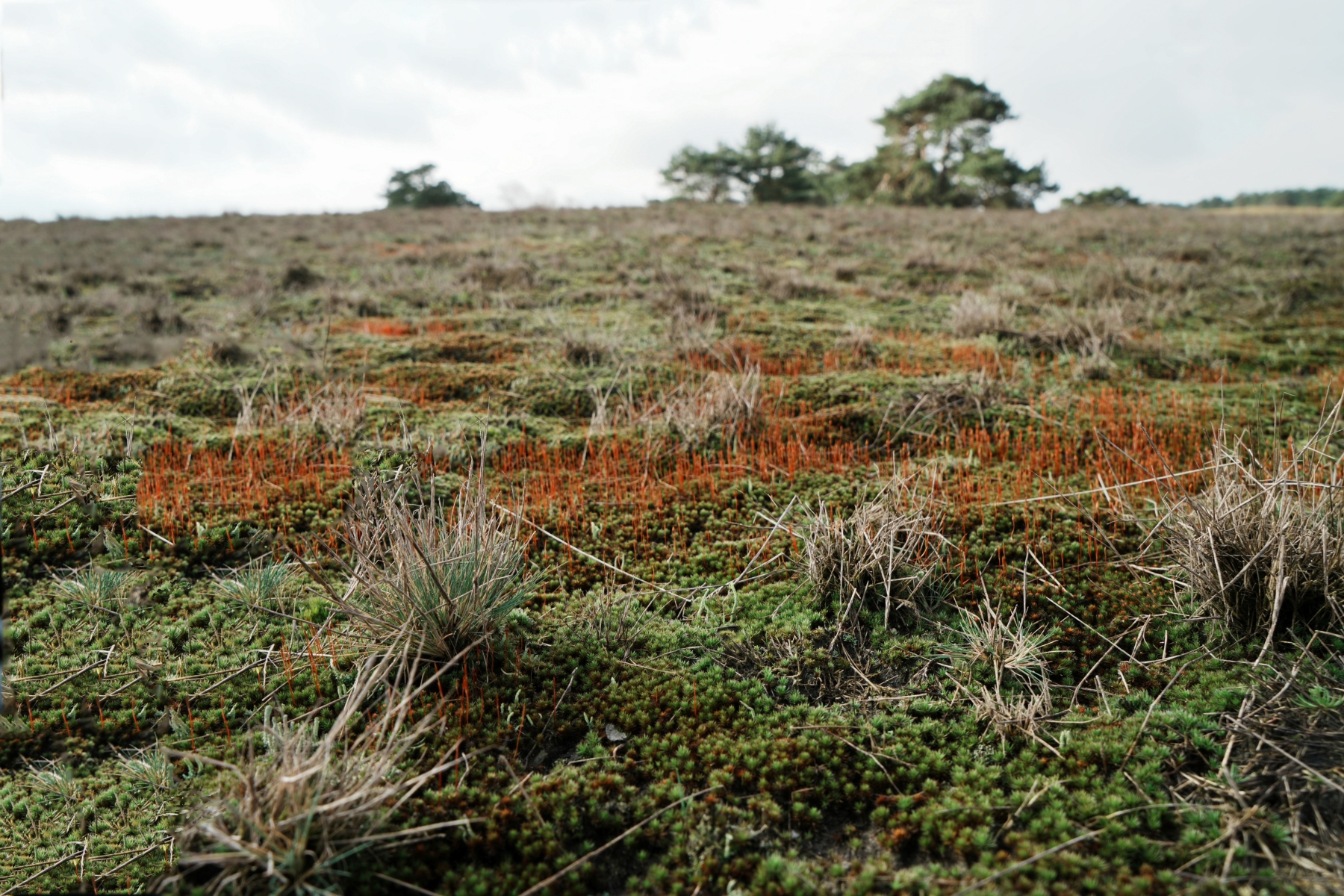 020 haarmos in bloei 2