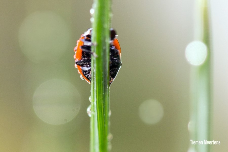 Foto afdrukken Tiemen Meertens A Custom 1