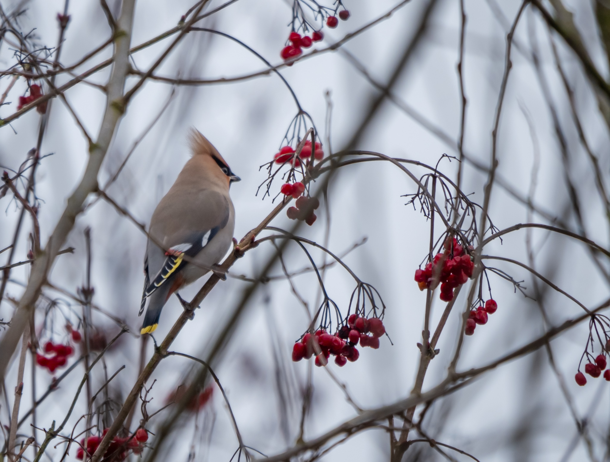 Foto van de maand — maart 2026
