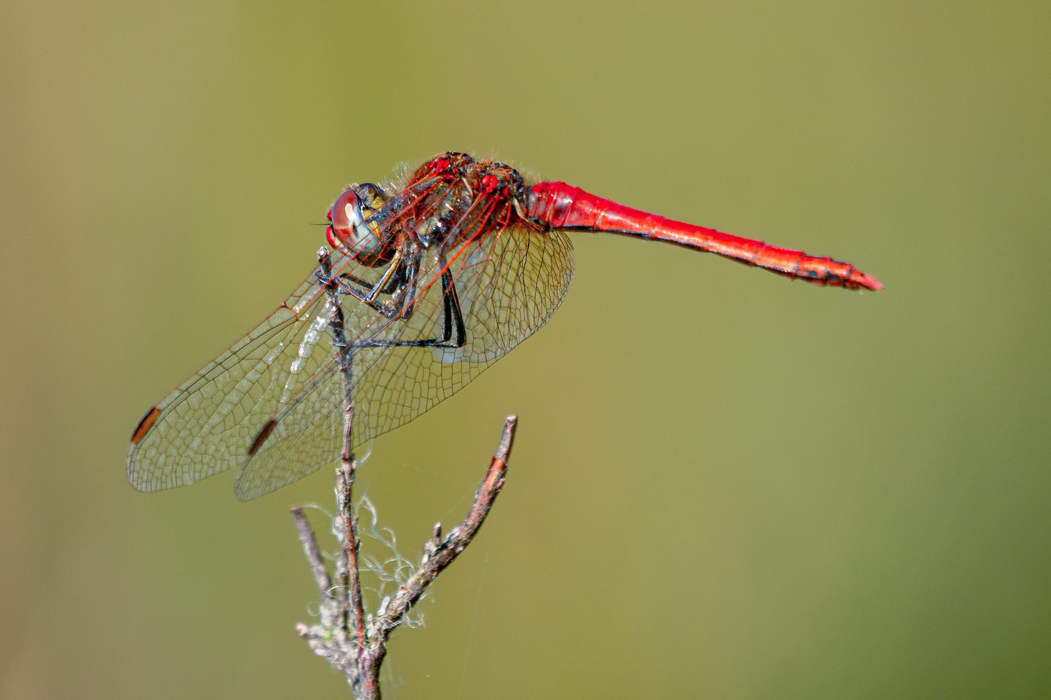 Foto van de maand — juli 2026