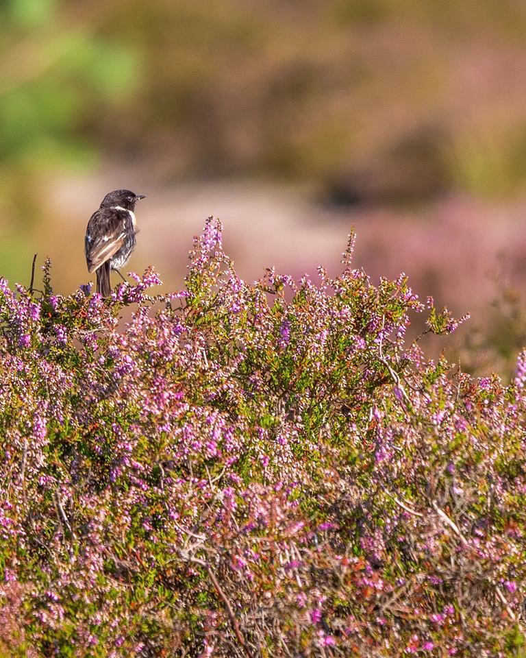 Foto van de maand — augustus 2026