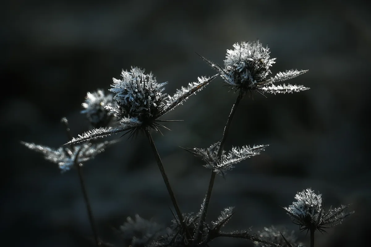 Bisonbaai in wintersfeer