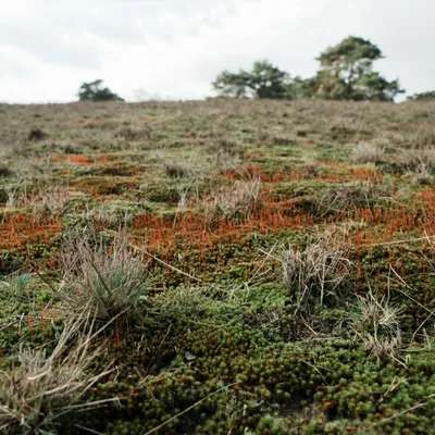 020 haarmos in bloei 2