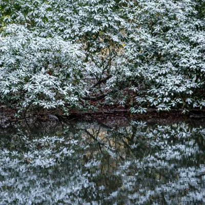 1 Hemelse Berg 231125 Oosterbeek 48A1779