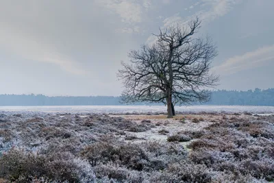 Planken wambuis 2026