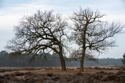 Planken Wambuis-0064