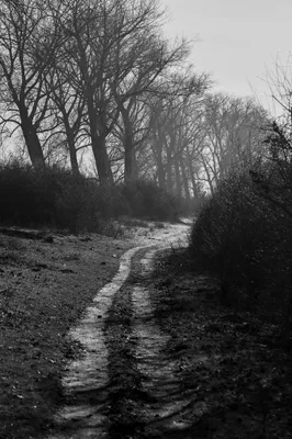 Bisonbaai in wintersfeer