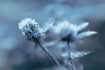 Winter bij de Bisonbaai