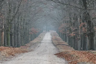 202601 Planken Wambuis