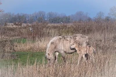 Pasgeboren veulentje