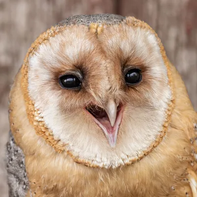 202504 De Valk Roofvogels