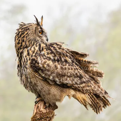 202504 De Valk Roofvogels