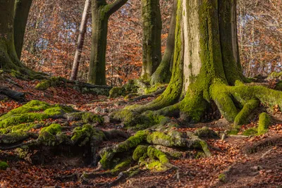 202501 Onzalige bossen