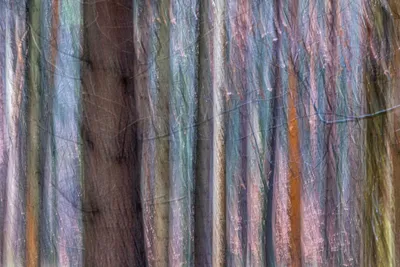 202501 Onzalige bossen