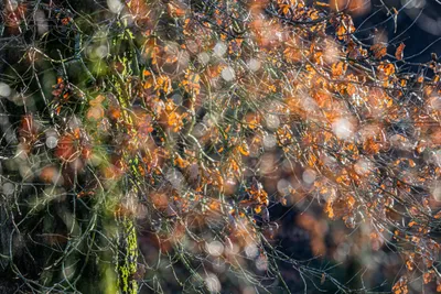 202501 Onzalige bossen