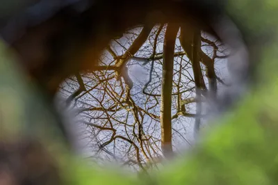 202501 Onzalige bossen