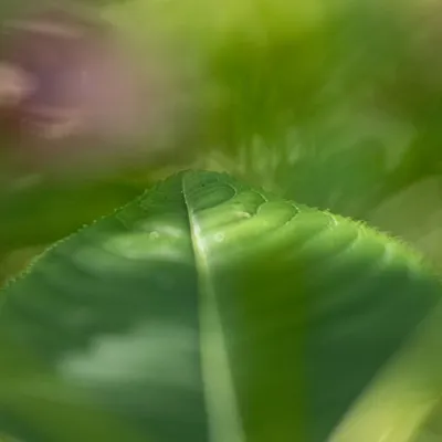 202507 Landgoed De Hamert, Wellerlooi