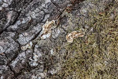 202507 Landgoed De Hamert, Wellerlooi