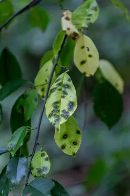 202507 Landgoed De Hamert, Wellerlooi