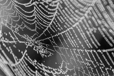 202509 Weurtse Uiterwaarden