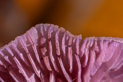 202510 Residence Rhenen