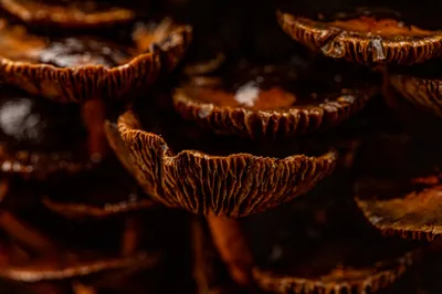 202510 Residence Rhenen