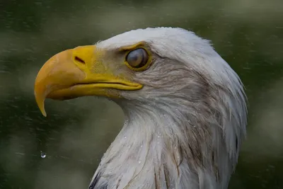 Bij klein (Aangepast)