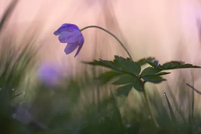 Fluistering van de lente