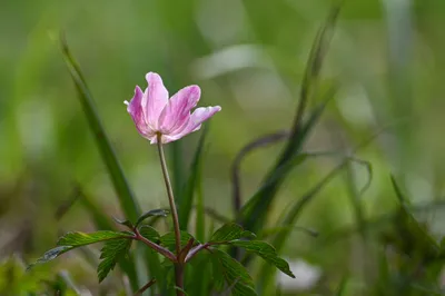 Lentekleuren in De Bruuk