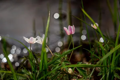 Moerasgebied De Bruuk