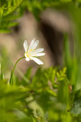 Moerasgebied De Bruuk