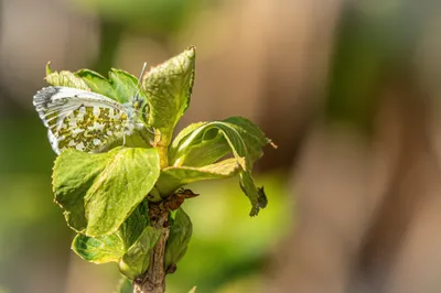 Moerasgebied De Bruuk