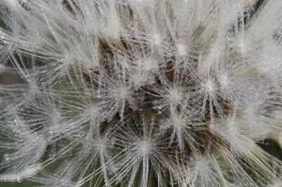 paardebloem