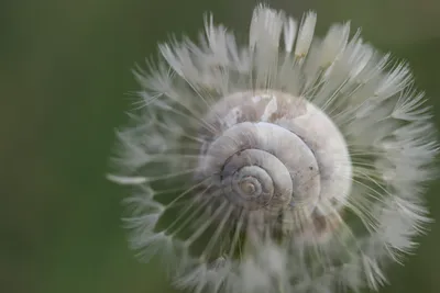 paarde-slak-bloem