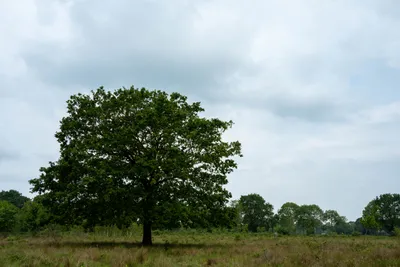 Langenboom-5009