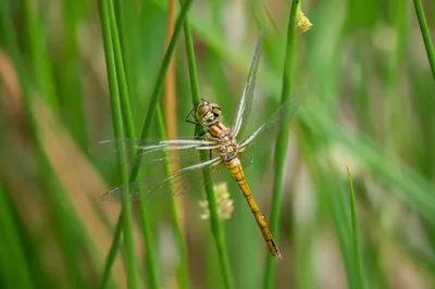 Natuurgebied Langven en de Maurik 