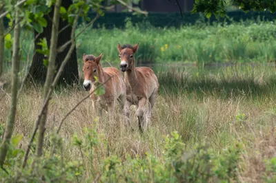 Natuurgebied Langven en de Maurik 