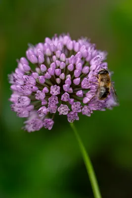 Kasteeltuin Hemmen-6773