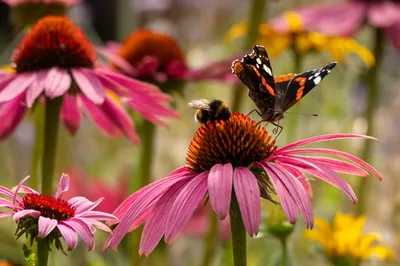 Kasteeltuin Hemmen-6773